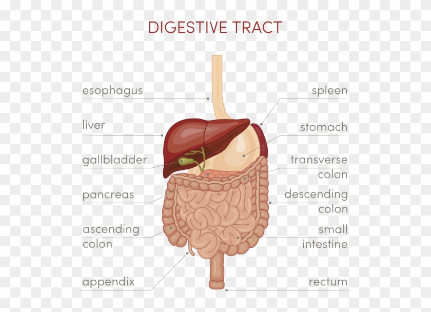 Imagenes De Tracto Digestivo Clipart #4858782