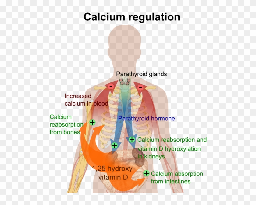 Featured image of post Homeostasis Clipart