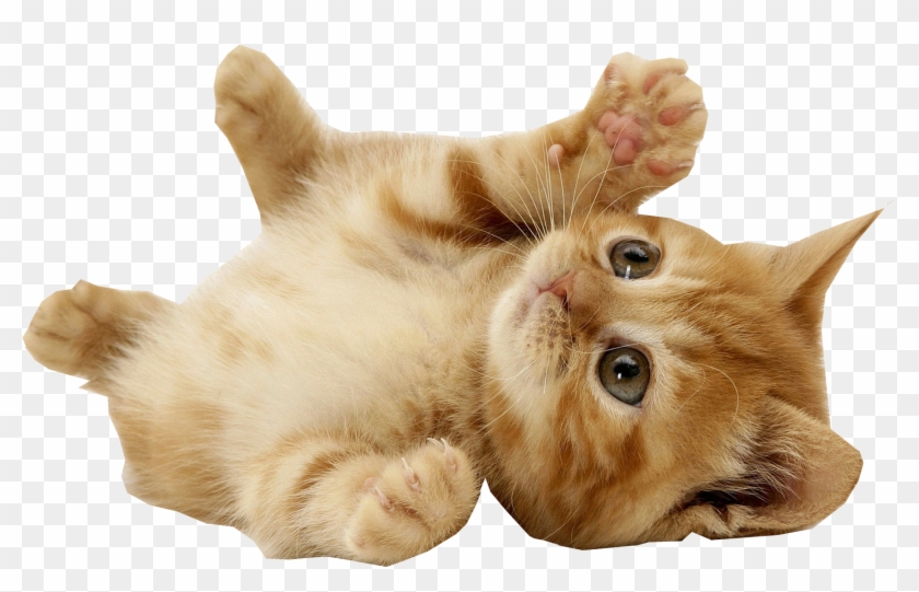 Com Kitten Playing Transparent Background - Kitten With Transparent Background Clipart
