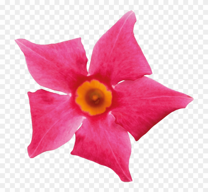 Sundaville Beauty Coral Pink - Mandevilla Clipart