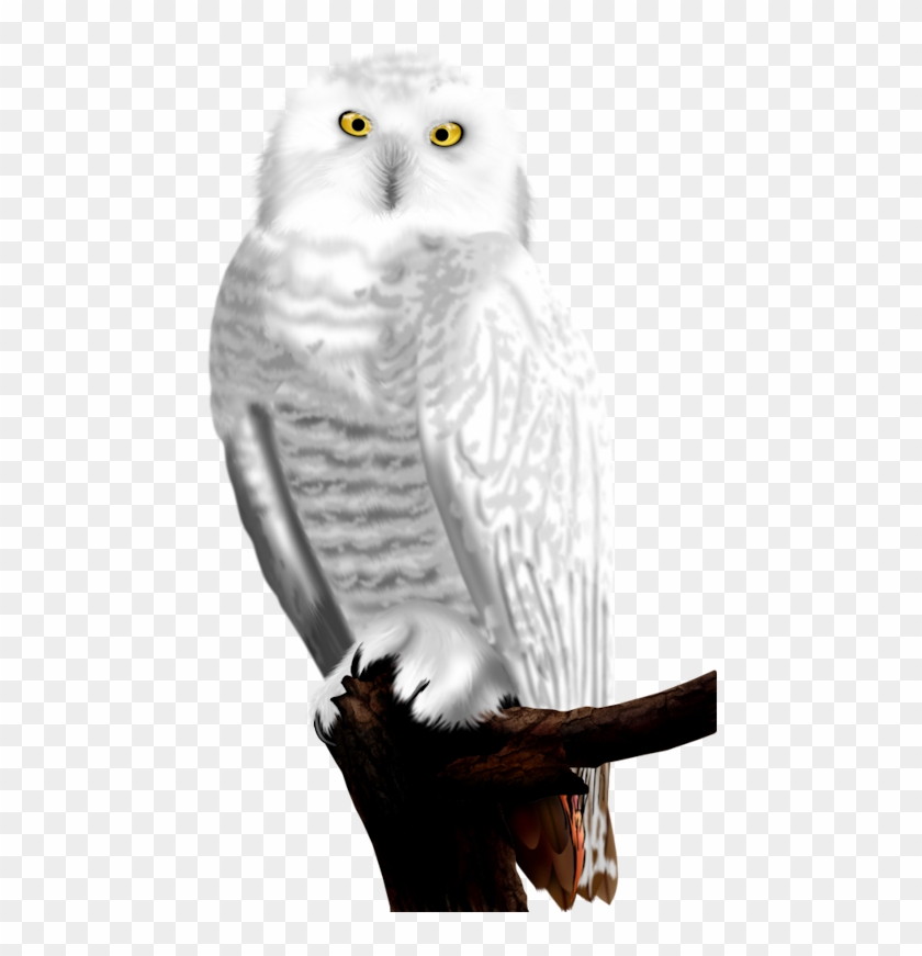 Download White Owls Snowy Owl Clipart 4987769 Pikpng