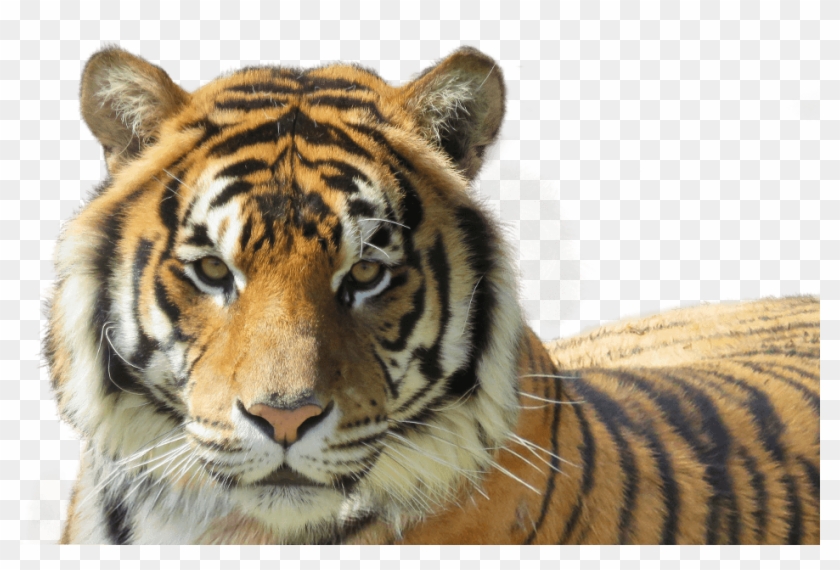 Tiger-foreground - Siberian Tiger Clipart