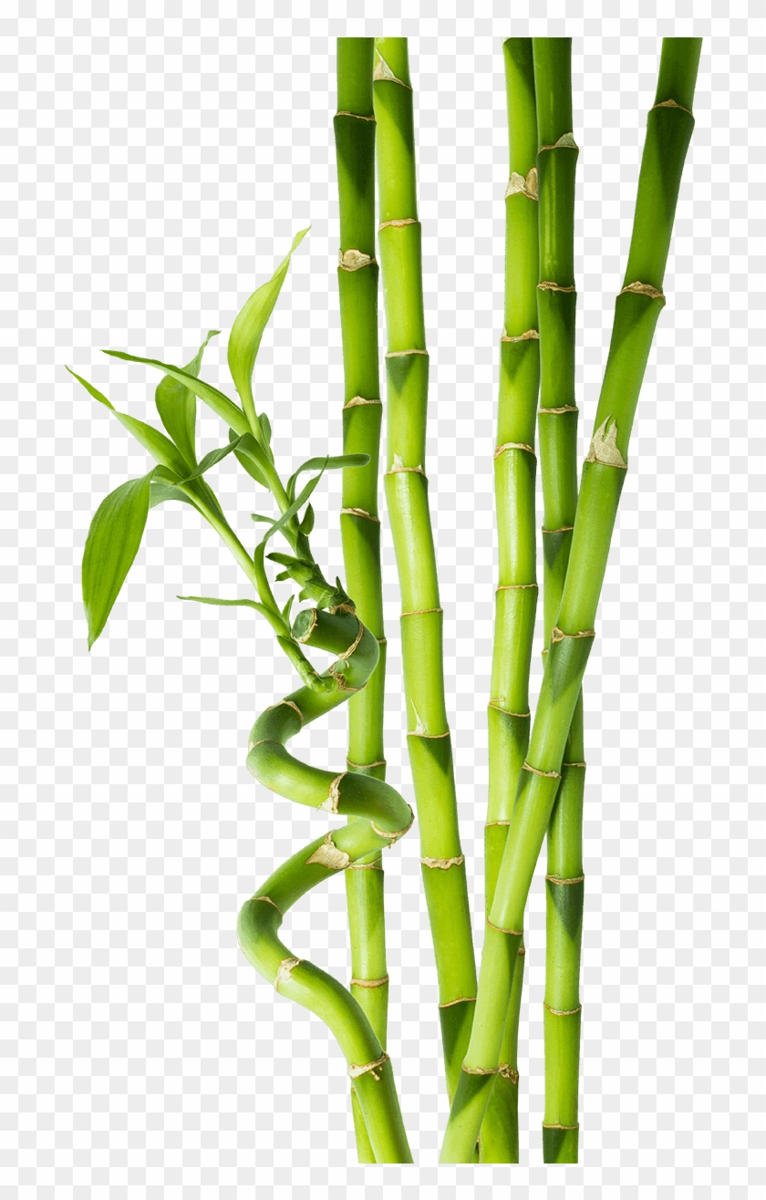 Bamboo Background Transparent Png Clipart (#516155) - PikPng