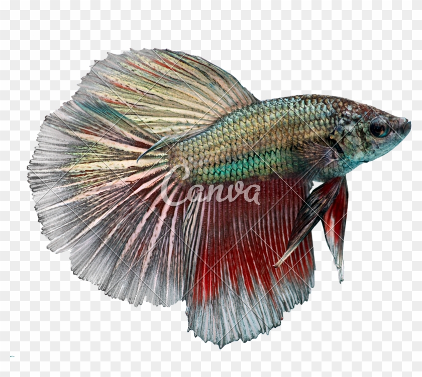 42+ Baby beta fish clipart