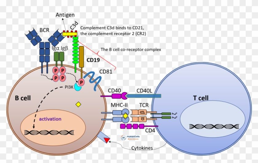 Download Cd19 B Cell Activation, Bcr, Tcr, B Cell Co-receptor - B Cell ...