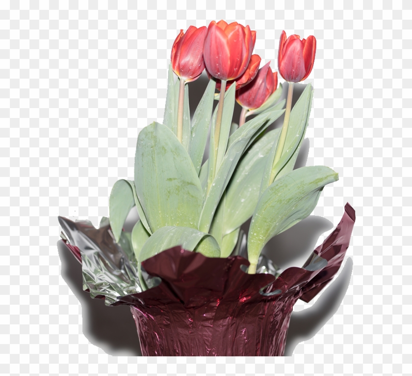 Tulips Tranparent Png - Tulip Clipart