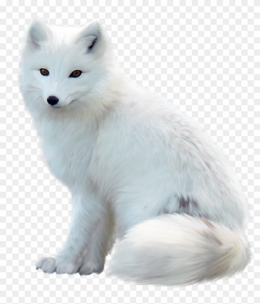 White Fox Png Pic - White Fox Png Clipart (#5231949) - PikPng