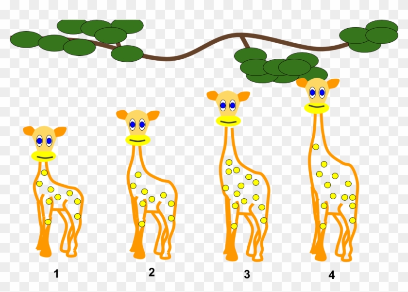 Lamarckian Inheritance- Giraffes - Giraffe Lamarck Clipart