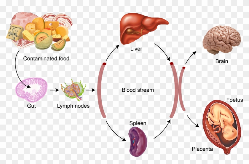 Bacteria Png Listeria - Liver Clipart (#5316065) - PikPng