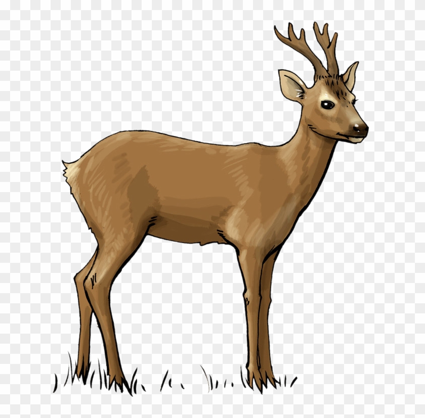 Deer Free To Use Clip Art - Roe Deer Clipart - Png Download