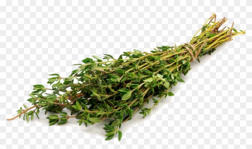 Thyme - Тимьян Пнг Clipart #5325927