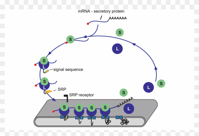 The Signal Recognition Particle Ribosome Cycle - Circle Clipart ...