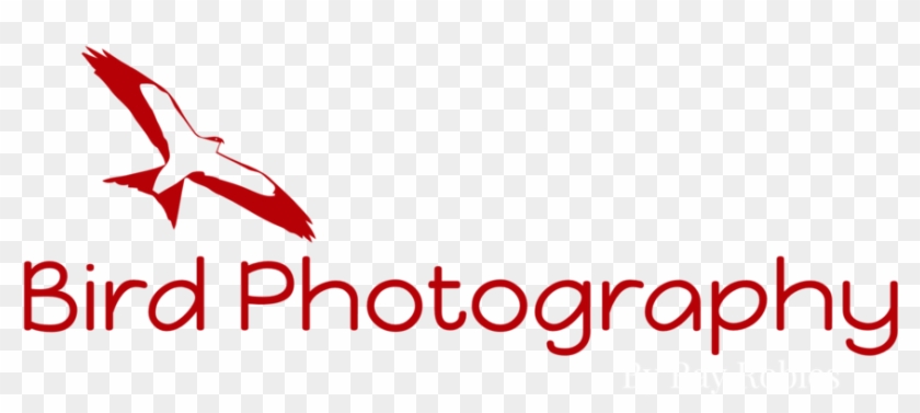 Bird Photography-logo Format=1500w Clipart