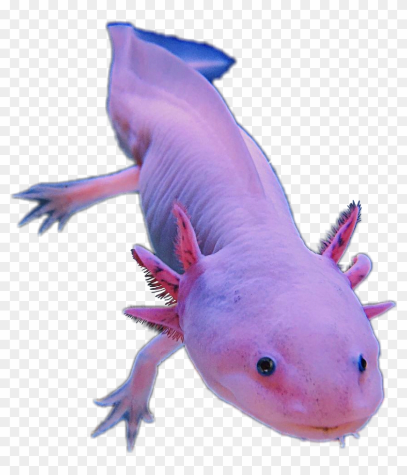 https://www.pikpng.com/pngl/m/543-5434350_axolotl-amphibians-pink-cute-animal-sticker-editfreetoe-transparent.png