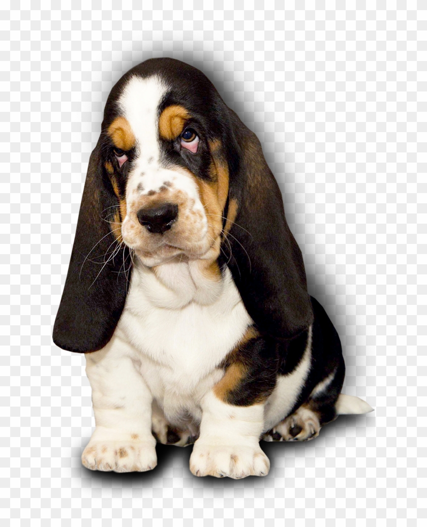 Basset shop hound kennel