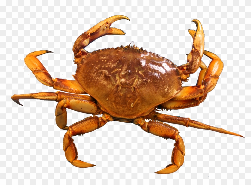 Clip Free Library Png - Crab In Png Transparent Png