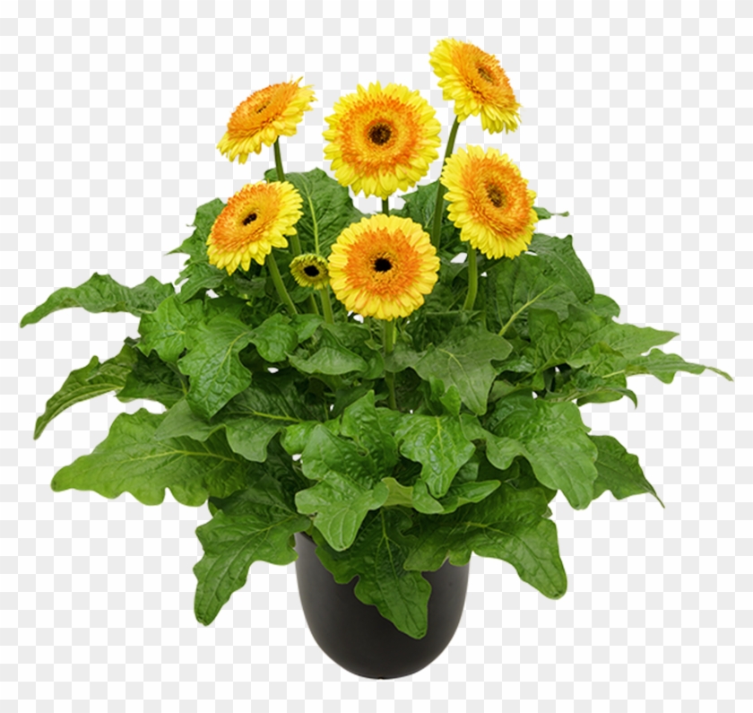 Painted Desert® - Yellow Flower In Pot Png Clipart (#5507234) - PikPng