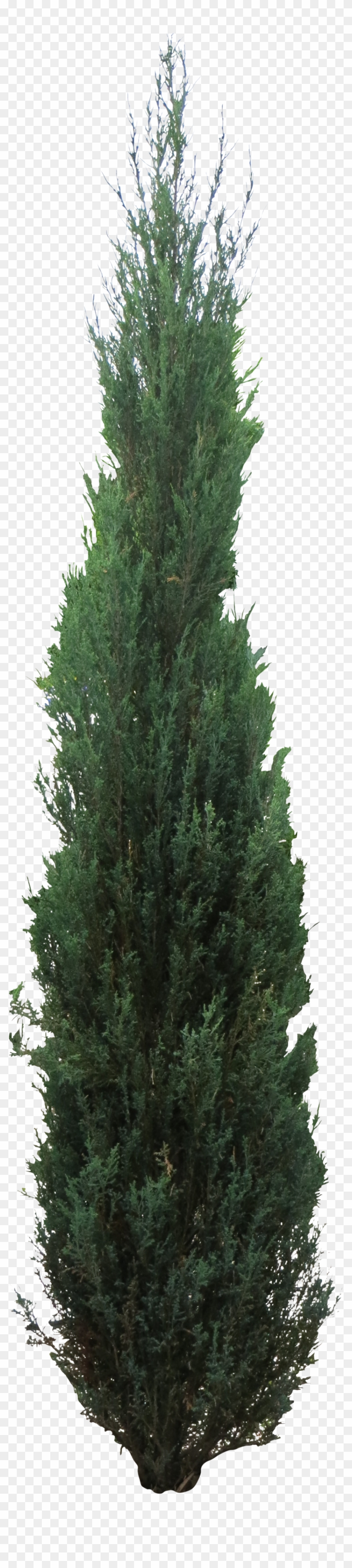 Download Pine Tree Clipart Juniper Tree - Png Juniper Tree Transparent ...