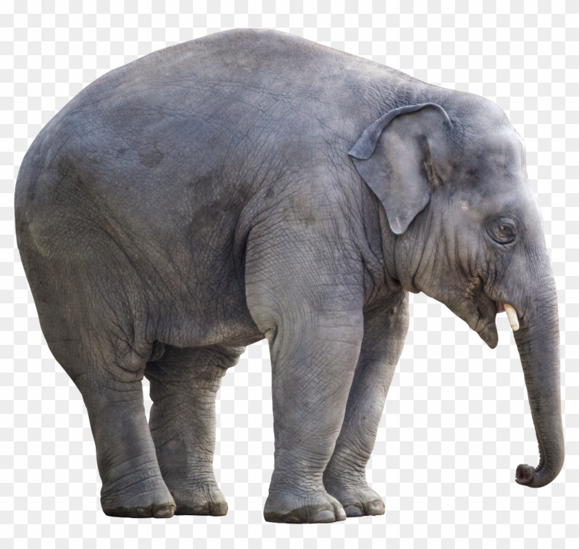 Big Elephant - Big Elephant Png Clipart (#567600) - PikPng