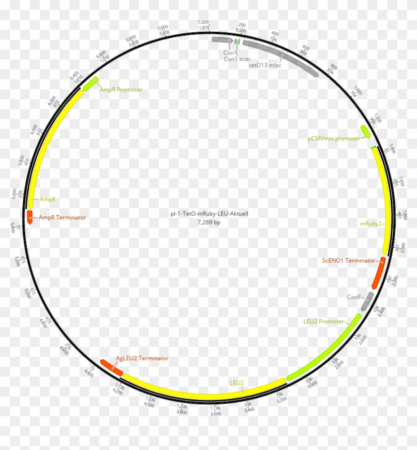 Lv1 Plasmid Containing The Sequence Coding For The - Circle Clipart