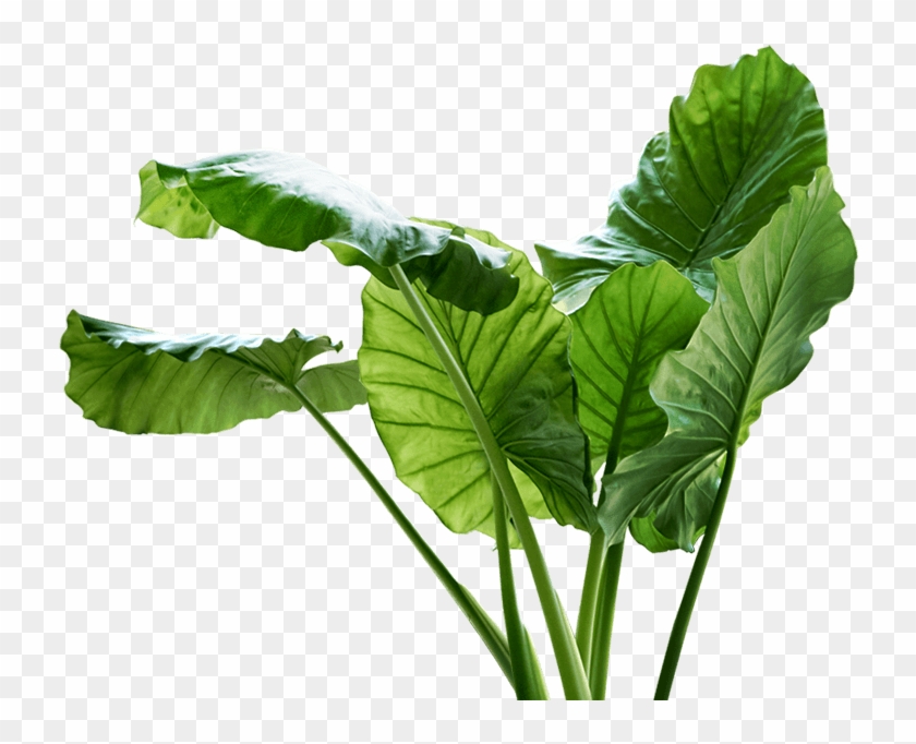 Download Big Leaf Plant Png , Png Download - Big Leaf Plants Png