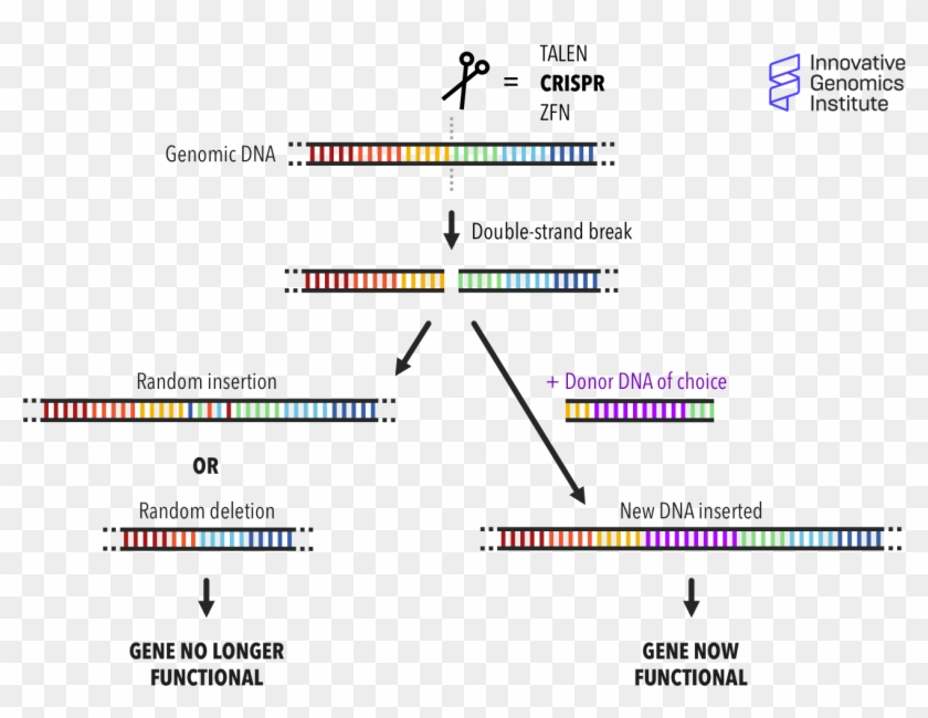 How Does Genome Editing Work - Does End Repair Work Clipart