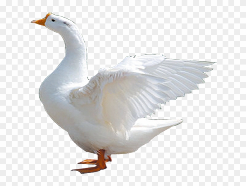 Download Duck Png Image Goose Clipart 5832612 Pikpng