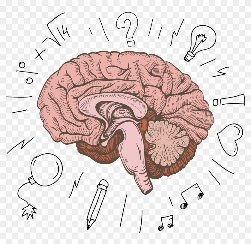 Png Image With Transparent Background - Human Brain Cartoon Clipart