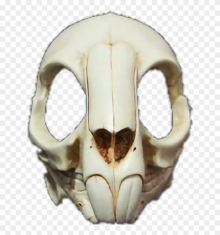 #rabbit #skull #death #mask #skullmask - Rabbit Skull Png Clipart