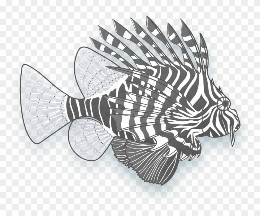 Image Of A Lionfish Ray Finned Fish Clipart 5964082 Pikpng