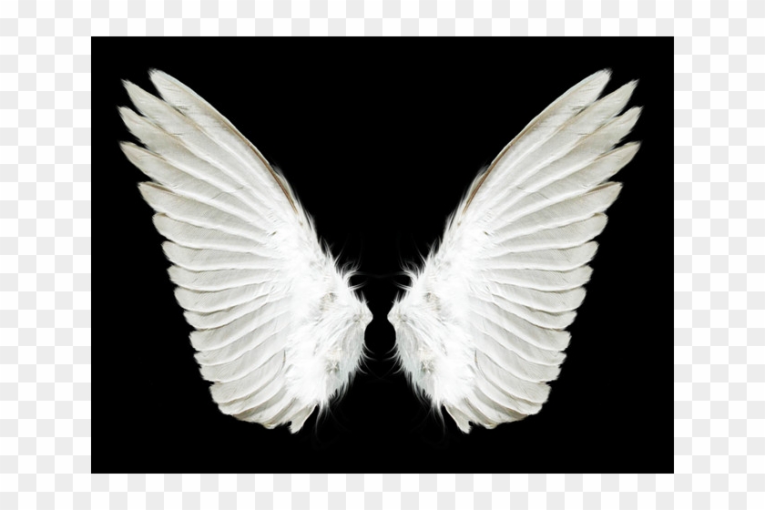 White Wings Transparent Background Clipart
