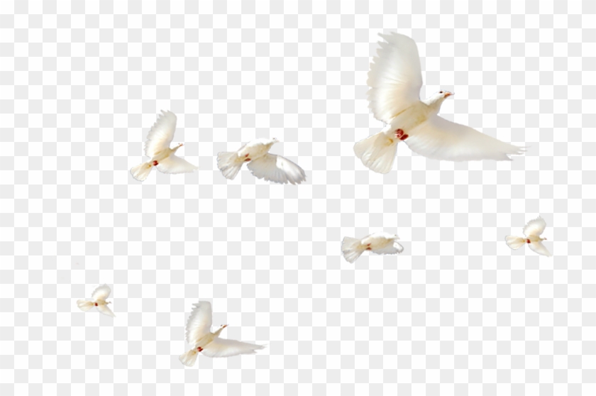 White Pigeon Images - Typical Pigeons Clipart