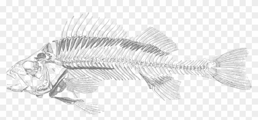 Download Dead Fish Png Transparent Fish Skeleton Png Clipart 65764 Pikpng