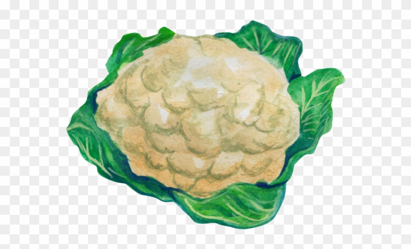 Cauliflower Drawing Leaf - Cauliflower Clipart