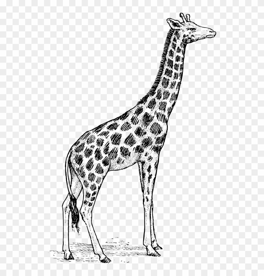 536 X 800 11 0 - Giraffe Black And White Clipart