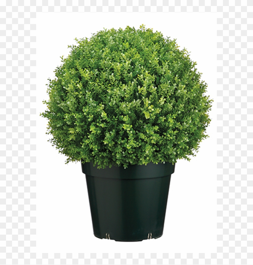 28 Plastic Baby S Tear Ball Topiary In Pot Two Tone Oregano Topf Clipart 620916 Pikpng