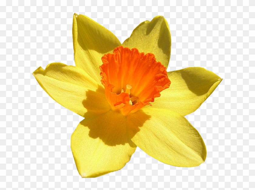 Daffodil Free Png Image - 232 Daffodil Narcissus Pseudo Narcissus Clipart