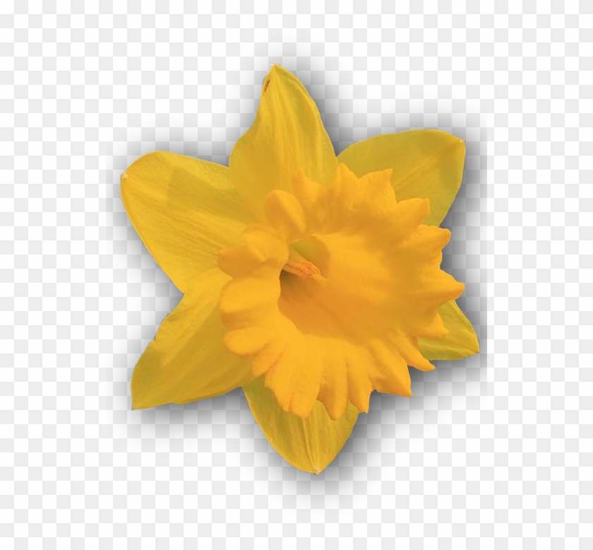 Download Daffodil, Yellow, Png, Isolated - Narcissus Clipart Png ...
