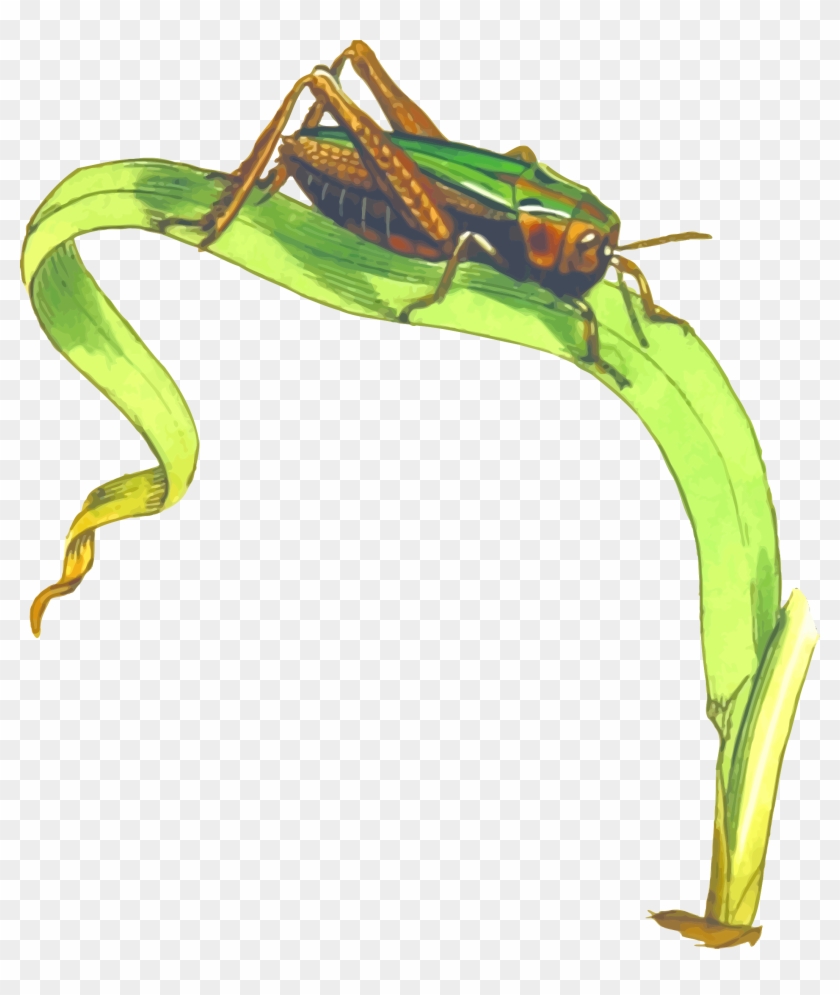 Cricket Insect Png Clipart - Grasshopper On Grass Clipart Transparent Png