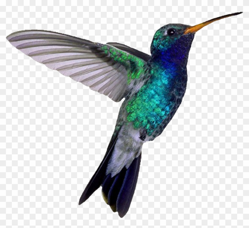 Blue-throated Hummingbird By Modestgoddess Pluspng - Hummingbird Png Clipart