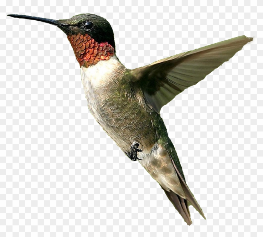Hummingbird Png File - Ruby Throated Hummingbird Png Clipart