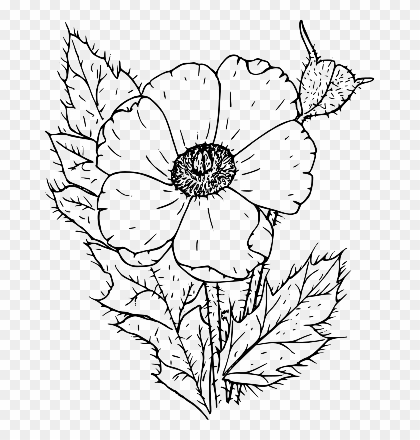 Download Medium Image - Poppy Flower Clipart Black And White - Png ...