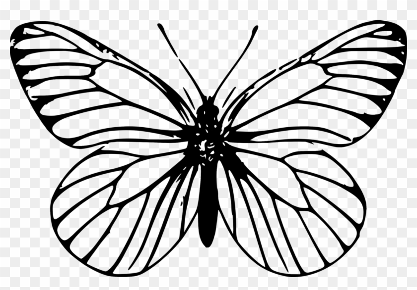 monarch butterfly outline drawing template butterfly