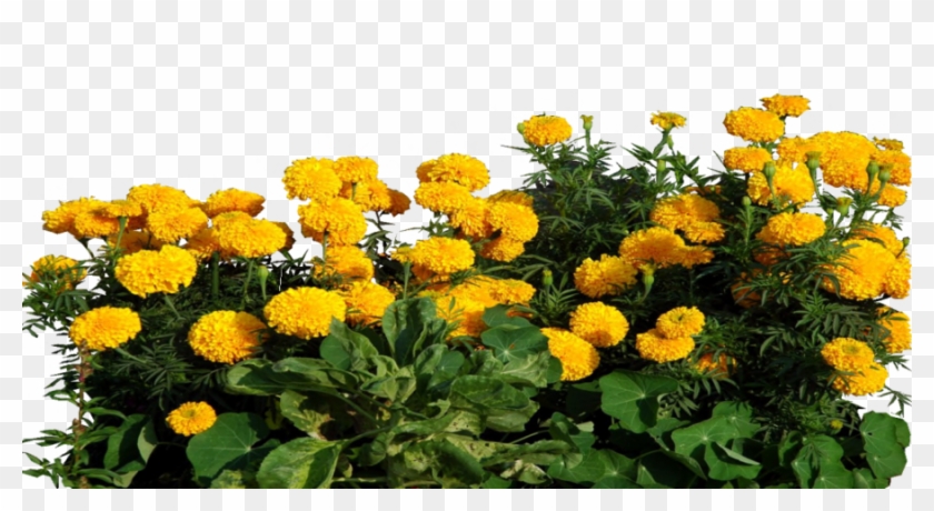Marigold Clipart Transparent - Transparent Marigold Flower Png